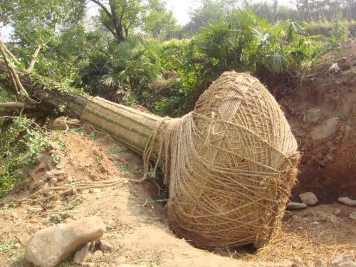 大树移植的正确方法秋天,乌桕大树移植成活率