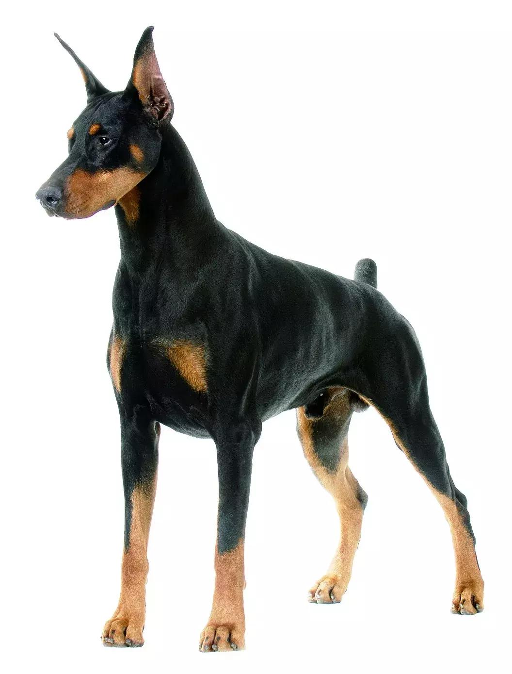 德系杜宾犬护主,不断尾的杜宾犬德系