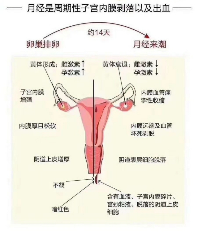 霉菌性阴道炎治好了不再复发,霉菌性阴道炎终于好了