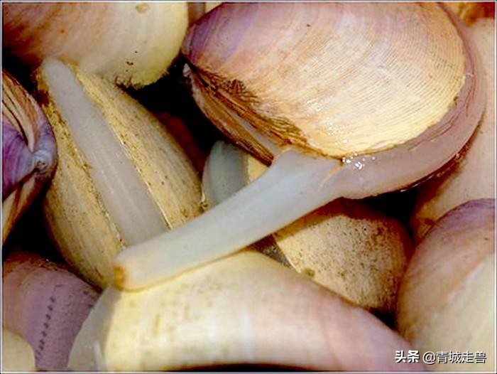 青岛海边哪些贝类好吃,青岛特色小蛤蜊
