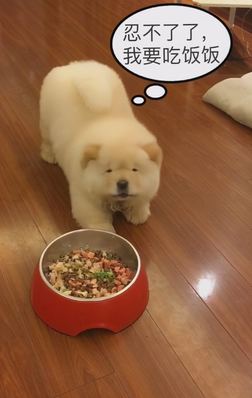 公认最贪吃的五种狗狗,什么宠物狗最挑食吃狗粮