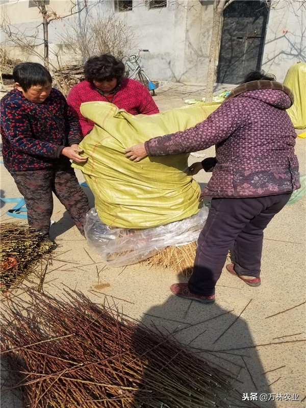 恐龙蛋李子适合哪些地方种植,美国恐龙蛋李子适合什么地方种植