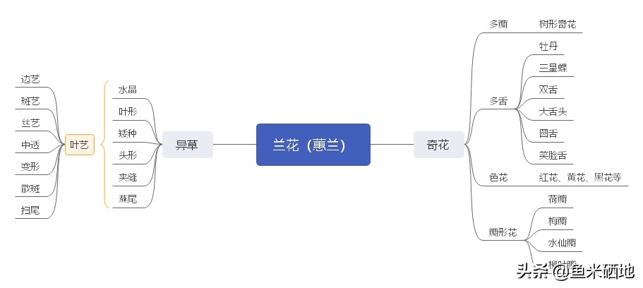 兰花蕙兰普通品种市场价值,蕙兰红舌兰花