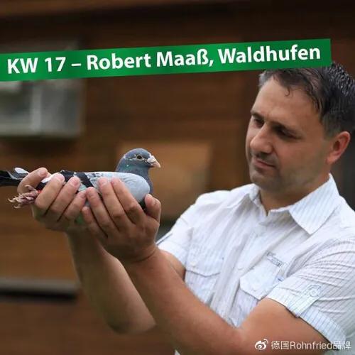 信鸽养鸽知识大全,养赛鸽怎么除虫清肠道