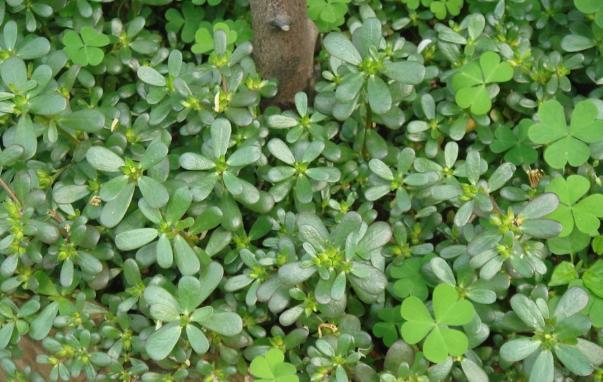 农村常见野菜马齿苋,马齿苋是最养人的野菜