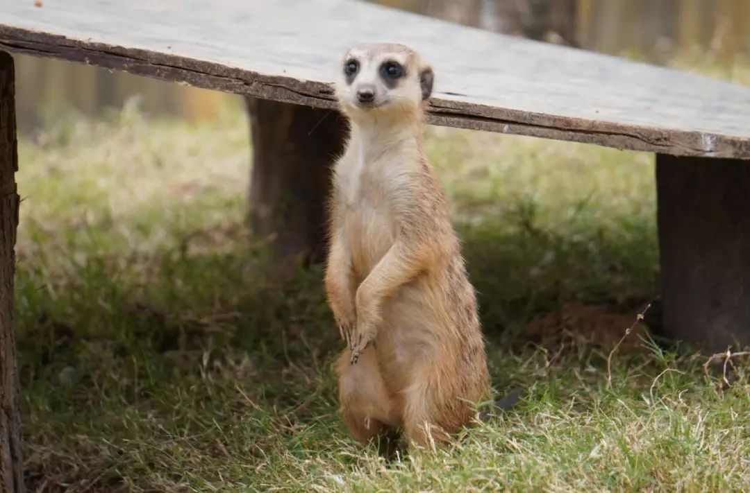 金牛湖野生动物王国过年去怎么样,金牛湖野生动物王国游玩时间