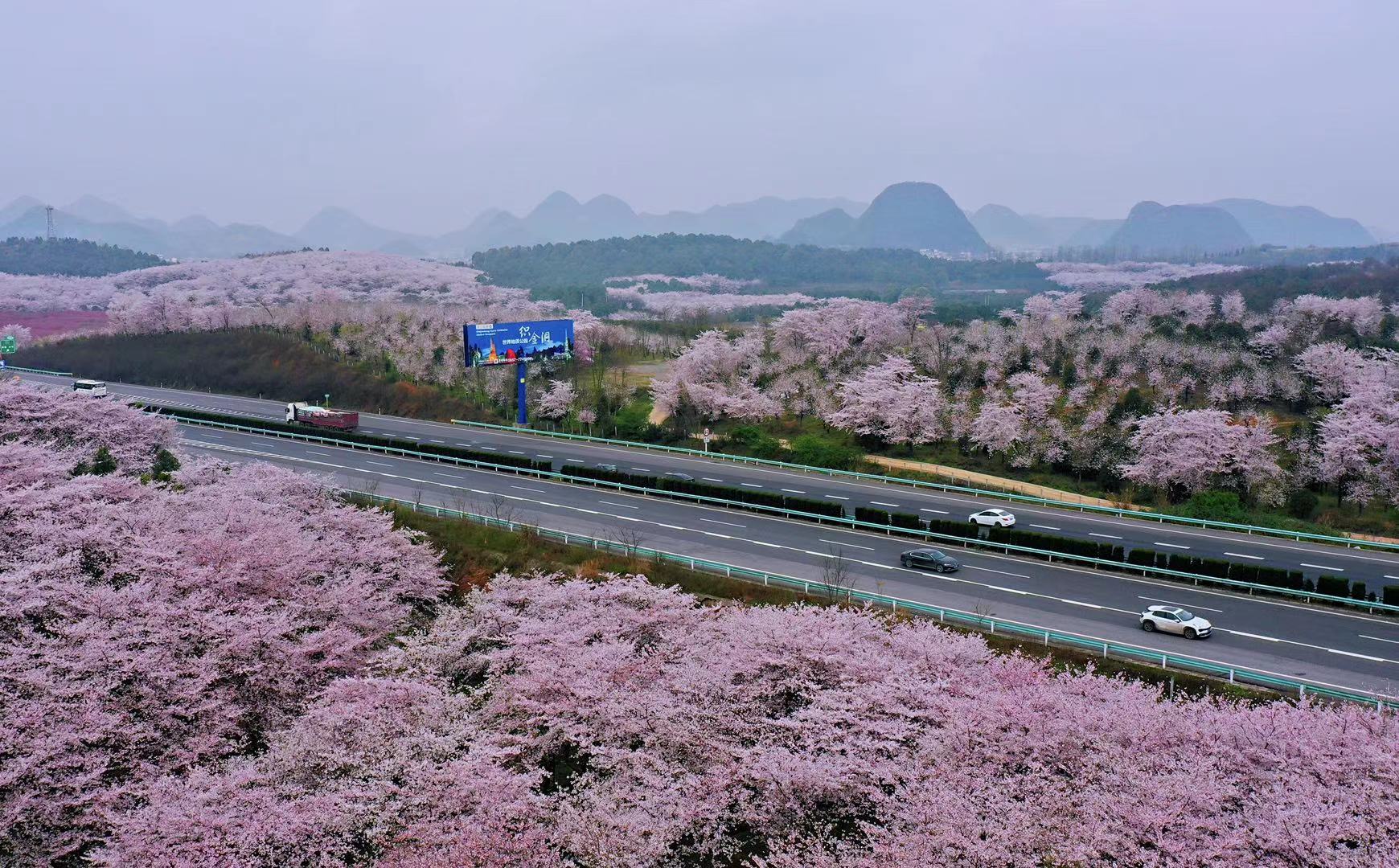 日本人看火遍全网的贵州平坝樱花,贵州平坝的樱花什么时候观赏最佳