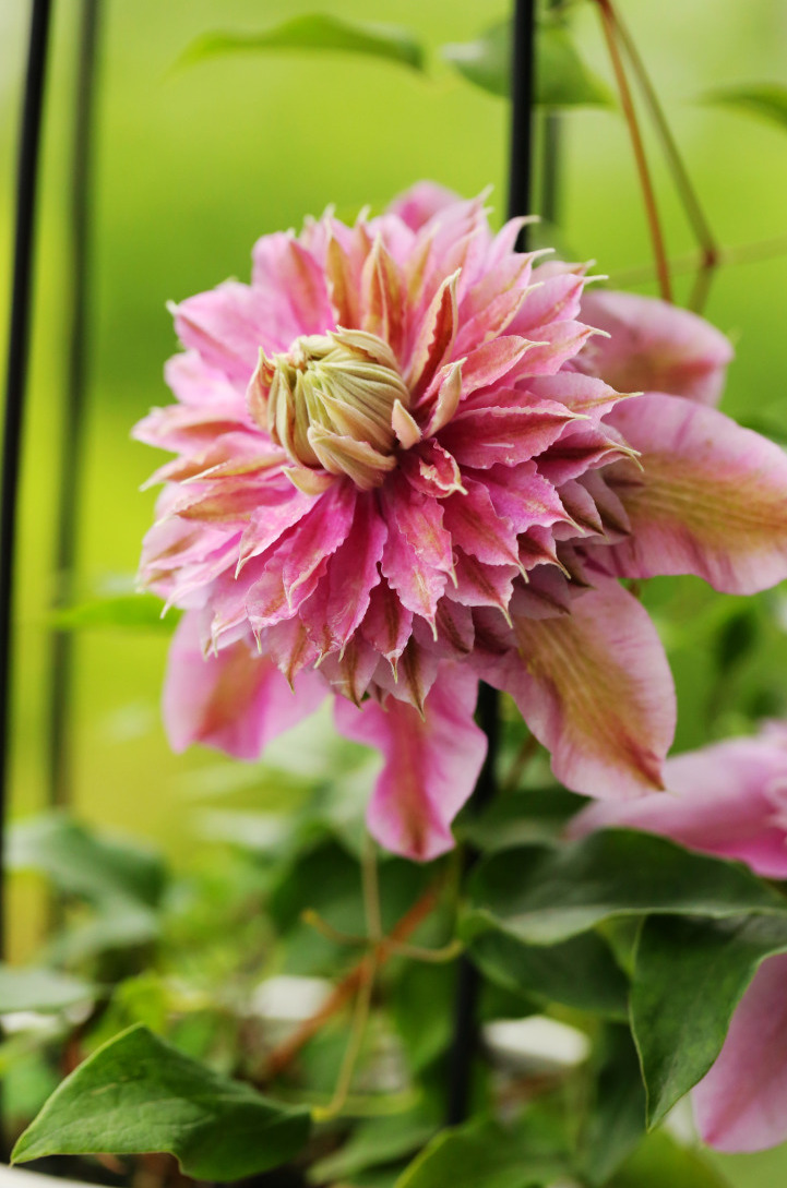 铁线莲卖家推荐,推荐靠谱的铁线莲店铺