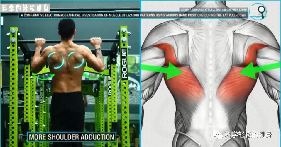 背部肌肉训练计划虐出完美的背肌,背部各个肌肉位置锻炼方法