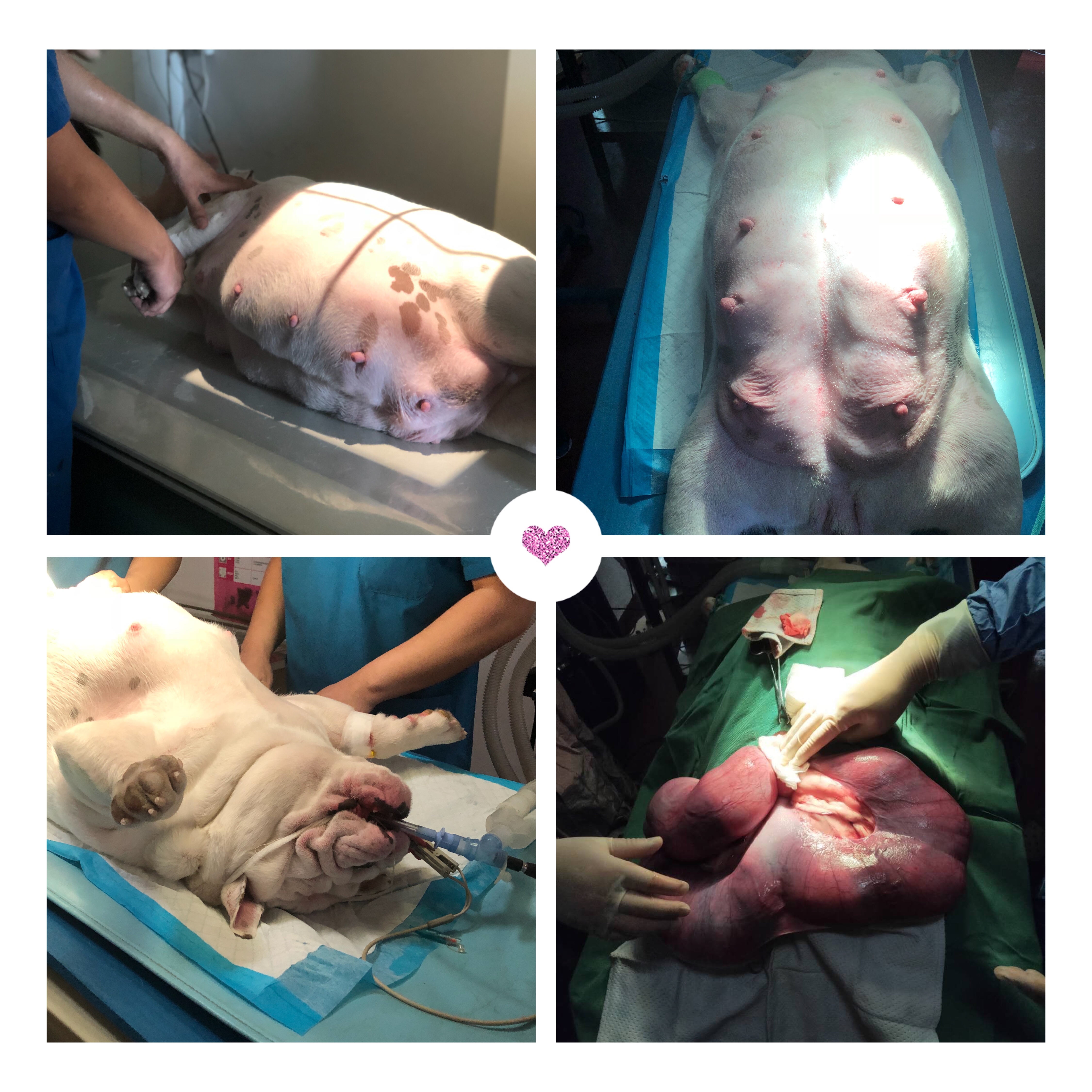 英牛分娩,英牛怀孕40天什么样