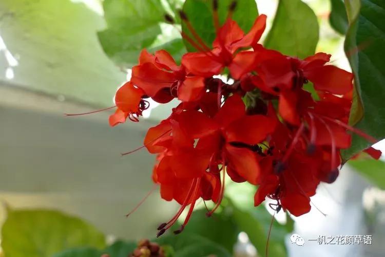 美丽赪桐(Clerodendrumspeciosissimum)