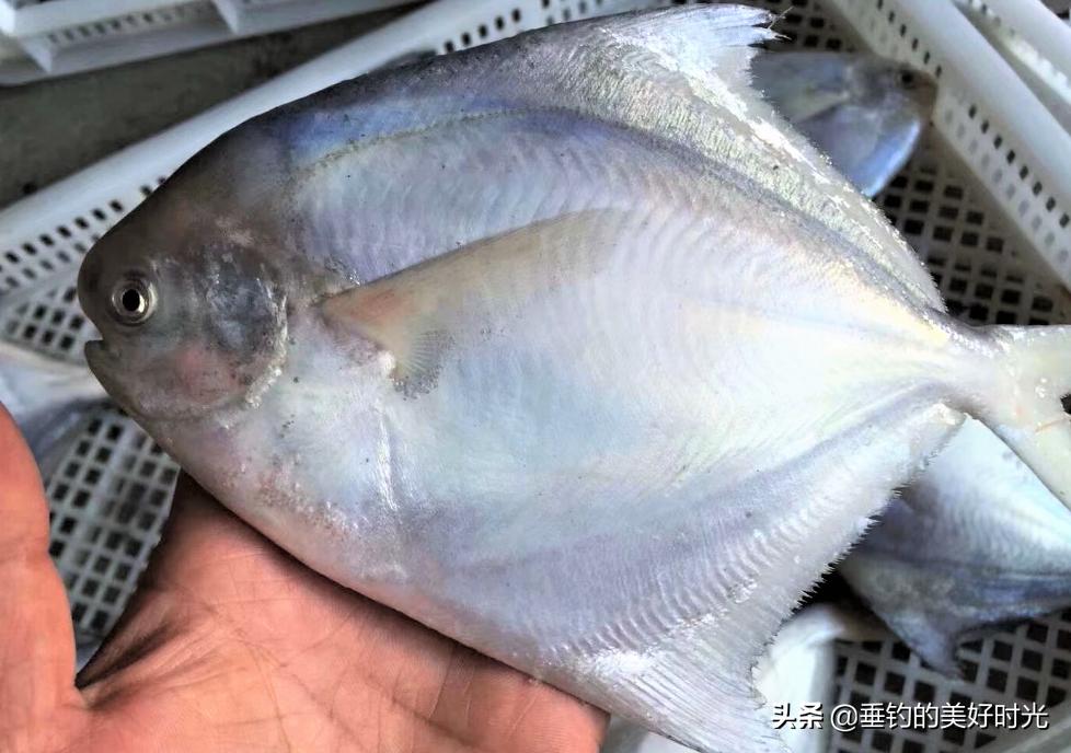 现在的鲳鱼是以前的食人鱼吗,与食人鱼非常相似的鲳鱼