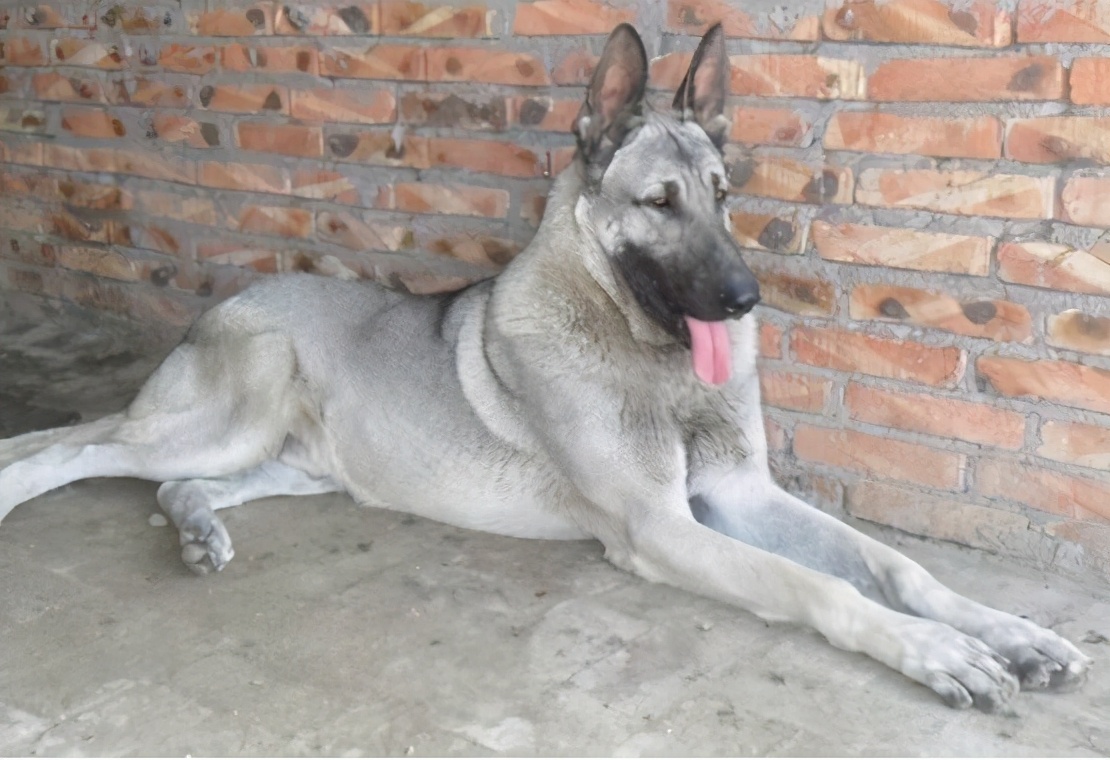 看家“首选”的6种狗狗，小偷看到了，都掉头走