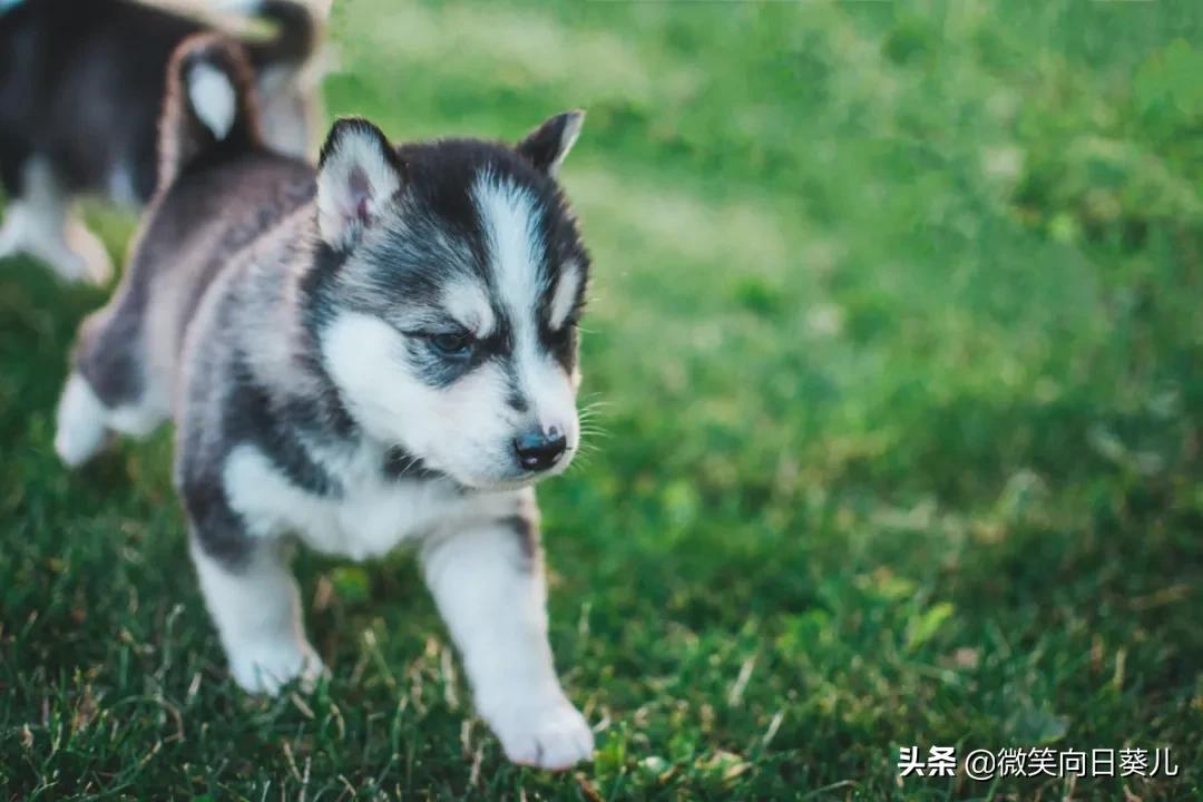 狗狗听力弱怎么办,狗听力不好怎么办才能恢复正常