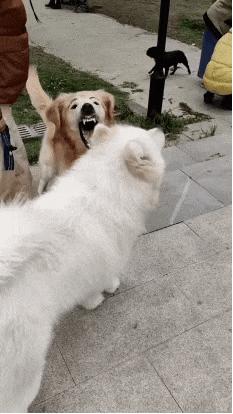 在野外发现甘蔗,在山里发现甘蔗