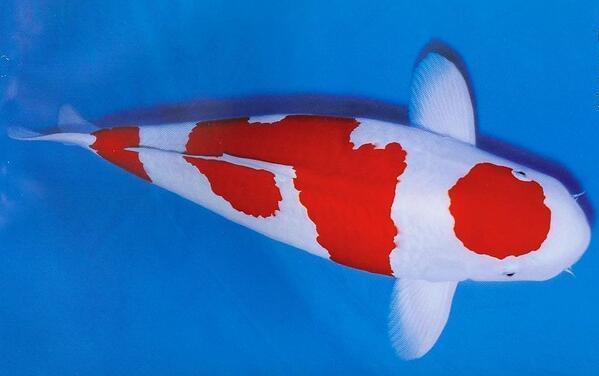 鱼百滋酸菜鱼即墨团购,鱼百科app