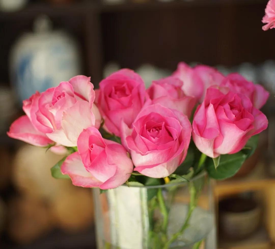 玫瑰养护教程文字,玫瑰养护技巧与方法