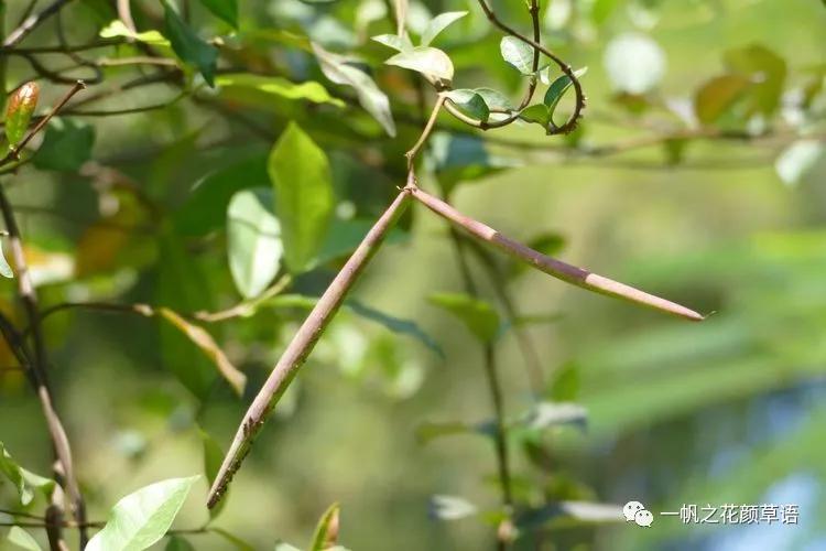 络石(Trachelospermumjasminoides)