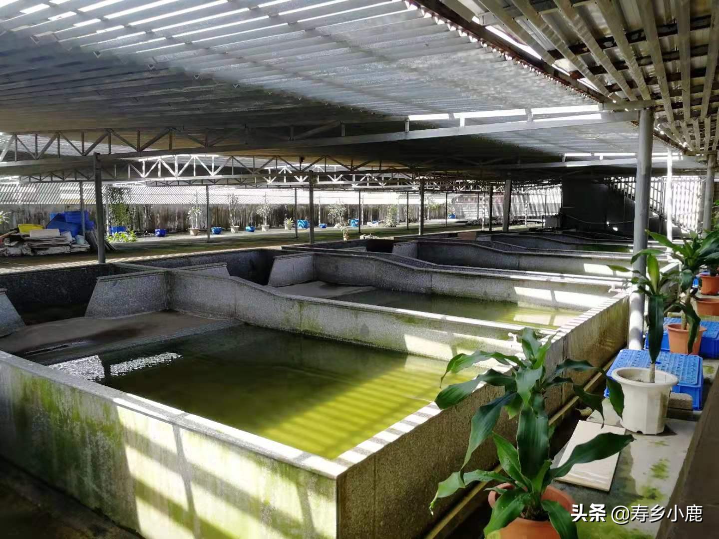 石金钱龟冬眠可以用青苔吗,石金钱龟冬眠正确方法