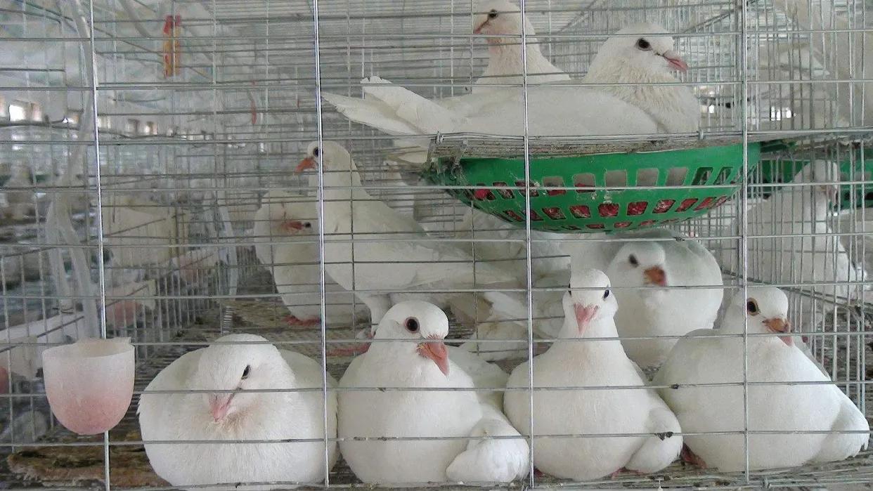 预防鸽子毛滴虫最好的方法,鸽子如何预防毛滴虫