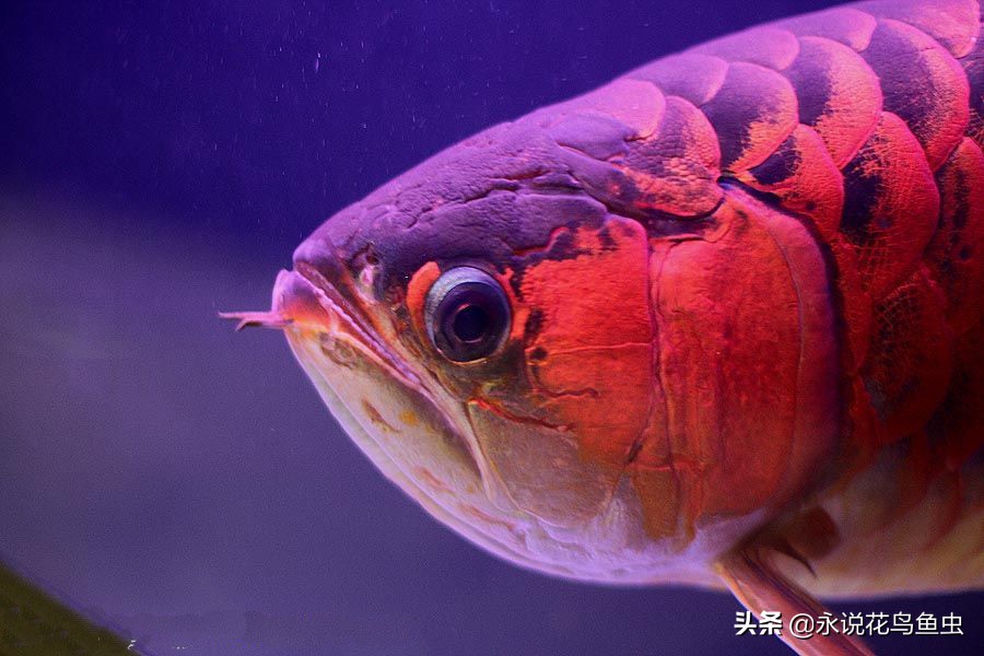 龙鱼身上的垢是褪去还是掉下来,龙鱼上面鳞片的黑垢怎么快速脱掉