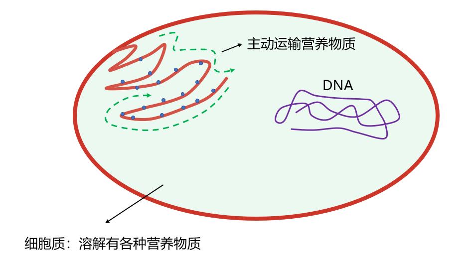 舌尖上的进化史:21亿年前的吃货细菌,最终演化成人类