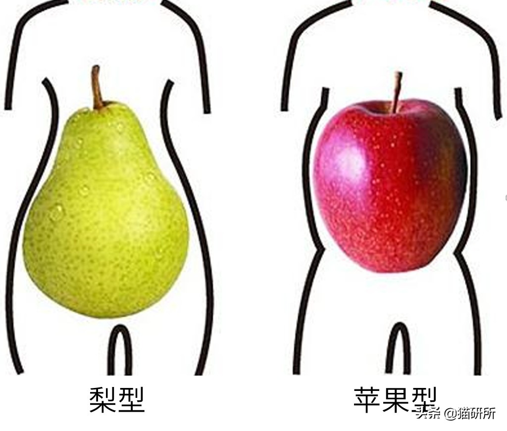 幼猫猫咪的体重多少才是正常体重,猫咪肥胖标准图