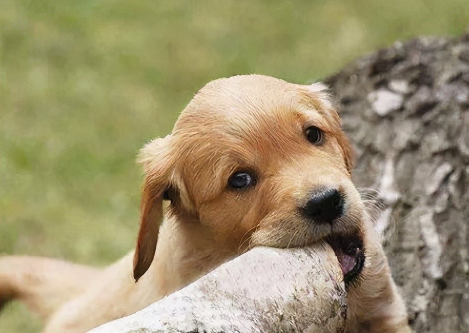 科学训练狗定点大小便,狗知识实用训练小技巧