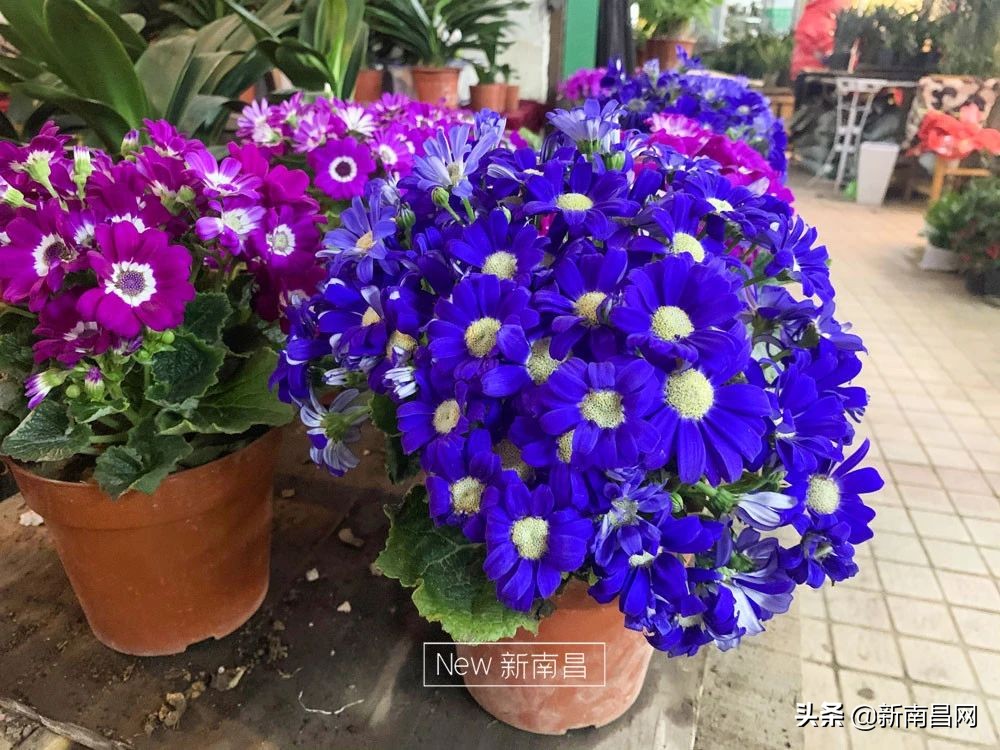 南昌花市有哪些地方,南昌花市批发市场