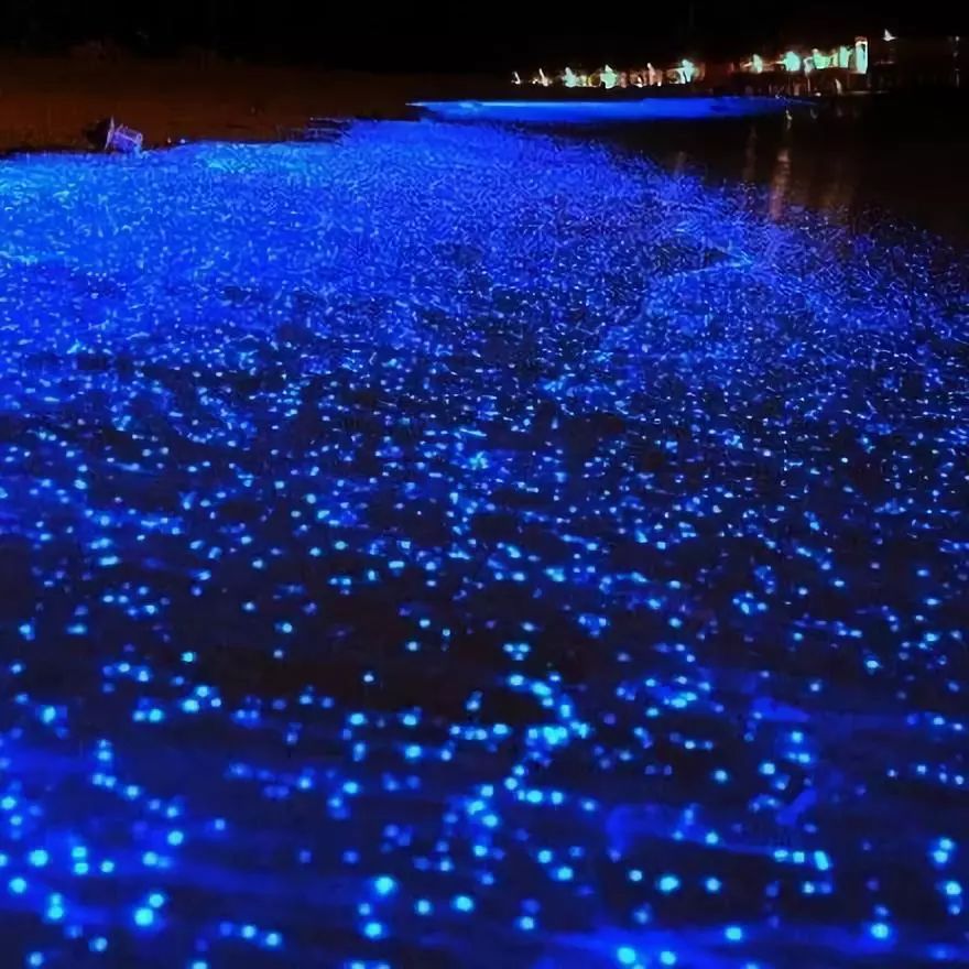 女神节有无与伦比的美丽,女神节浪漫游花海