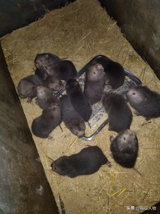 被判“死缓”的特种养殖:陷入困局的致富产业和千万从业者