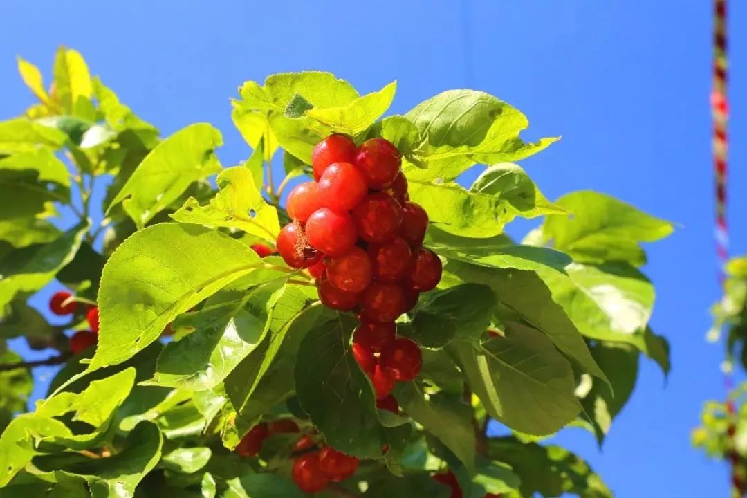 攀枝花哪种水果好吃 (攀枝花两种美味水果)