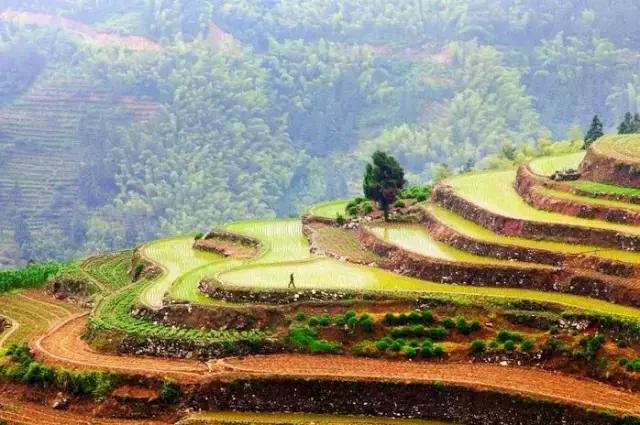 大自然唯美黄山风景摄影,打卡歙县蜈蚣岭高山茶梯田