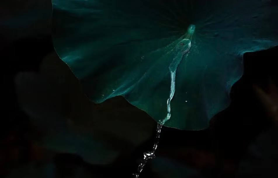 夏荷雅韵舞蹈,夏荷雅韵视频