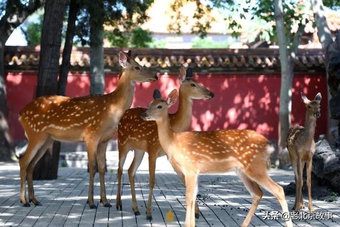 故宫成了动物园,故宫北京动物园