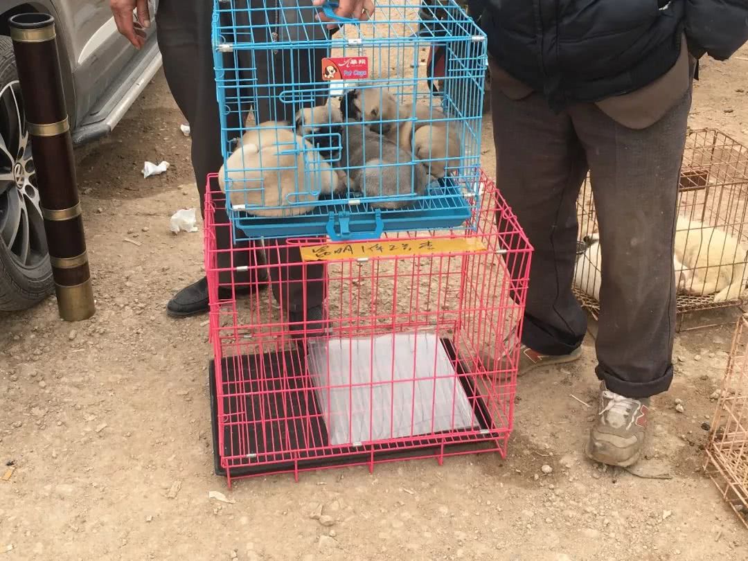 狗市幼犬售卖,狗贩子批发市场