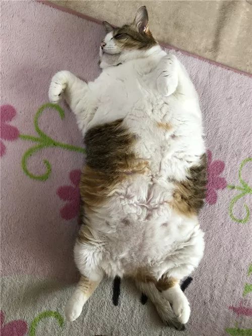 老板，这圆滚滚地怎么恢复出厂设置，说好的小可爱呢？