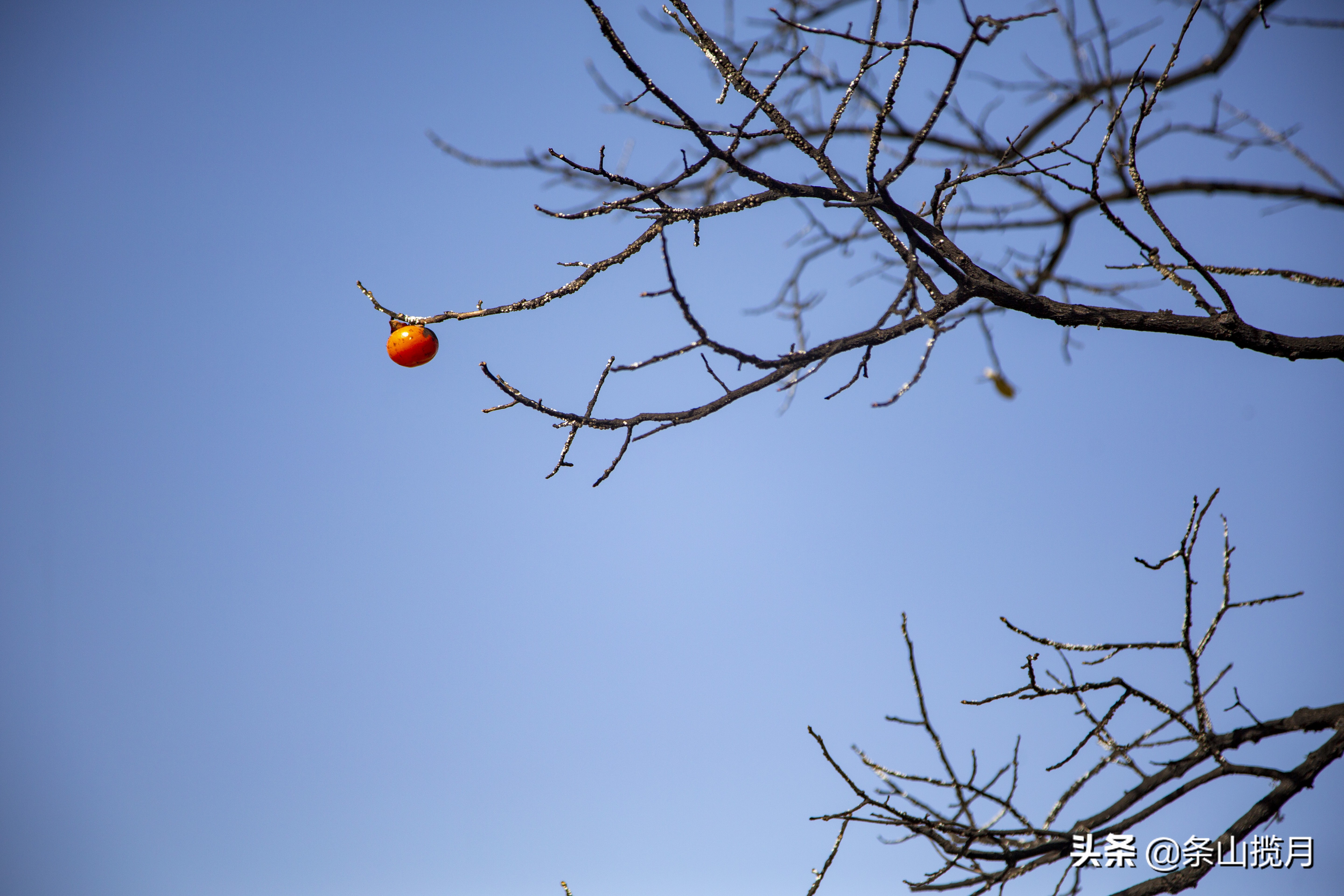 柿子红了记忆中的乡愁,柿子红了的乡愁文案