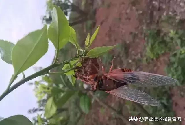 柑橘虫害高清图谱及防治方法,柑橘虫害物理消灭