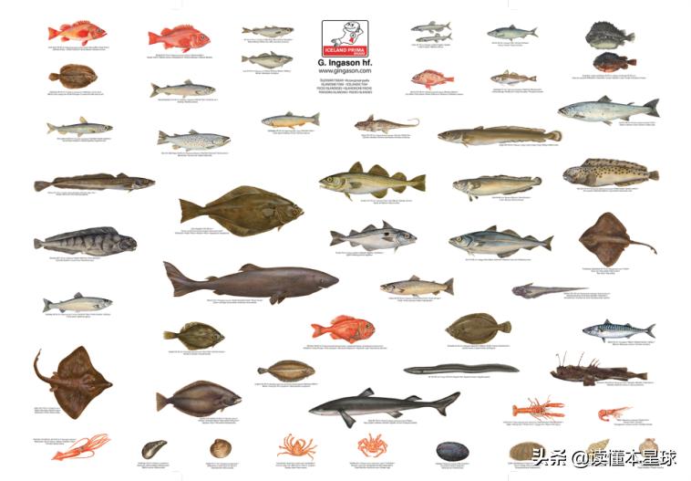 鳕鱼战争是怎么回事,英国和冰岛之间的鳕鱼战争