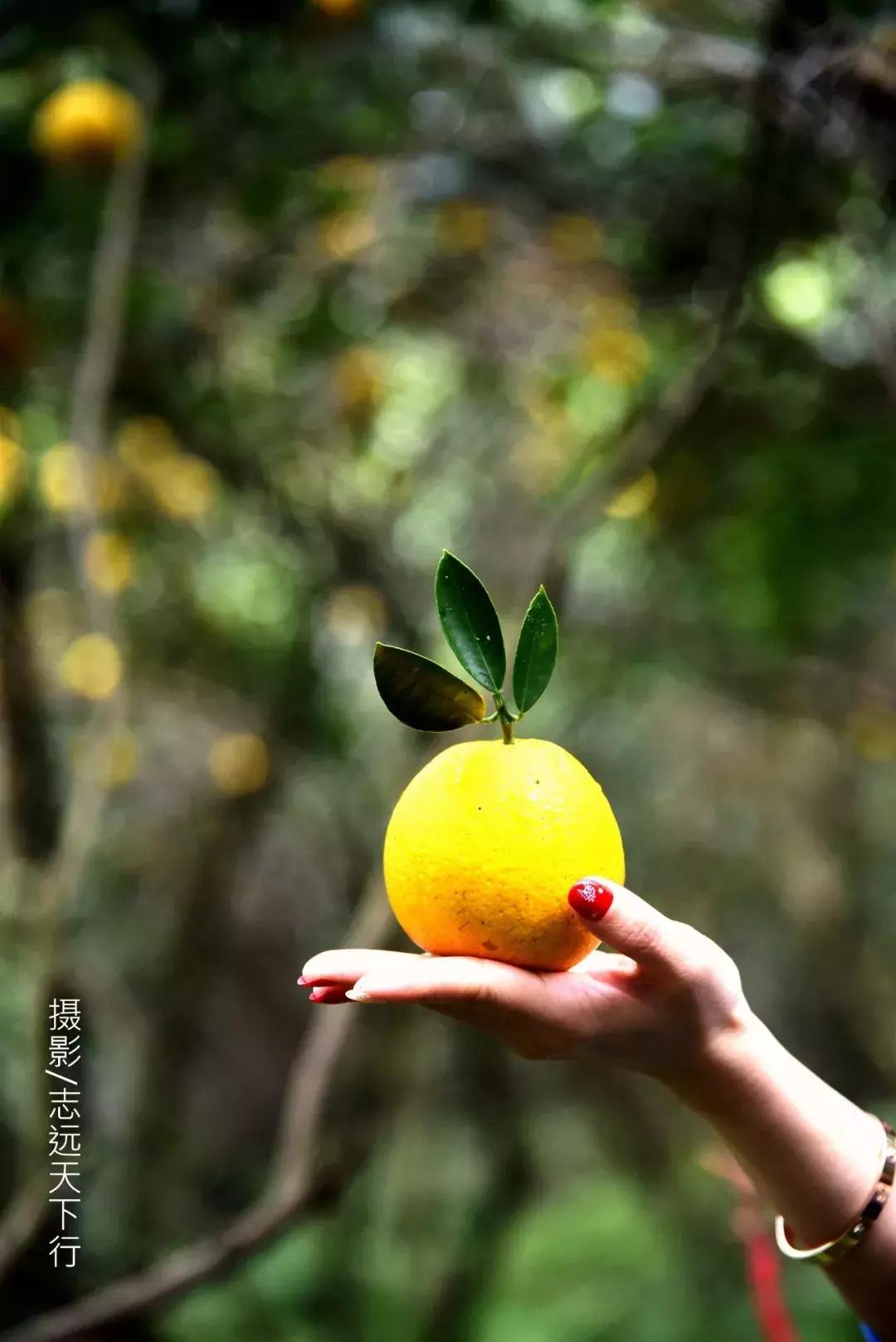 悠然三明：梅列瑞云山为佛，葡萄美酒配熏鸭