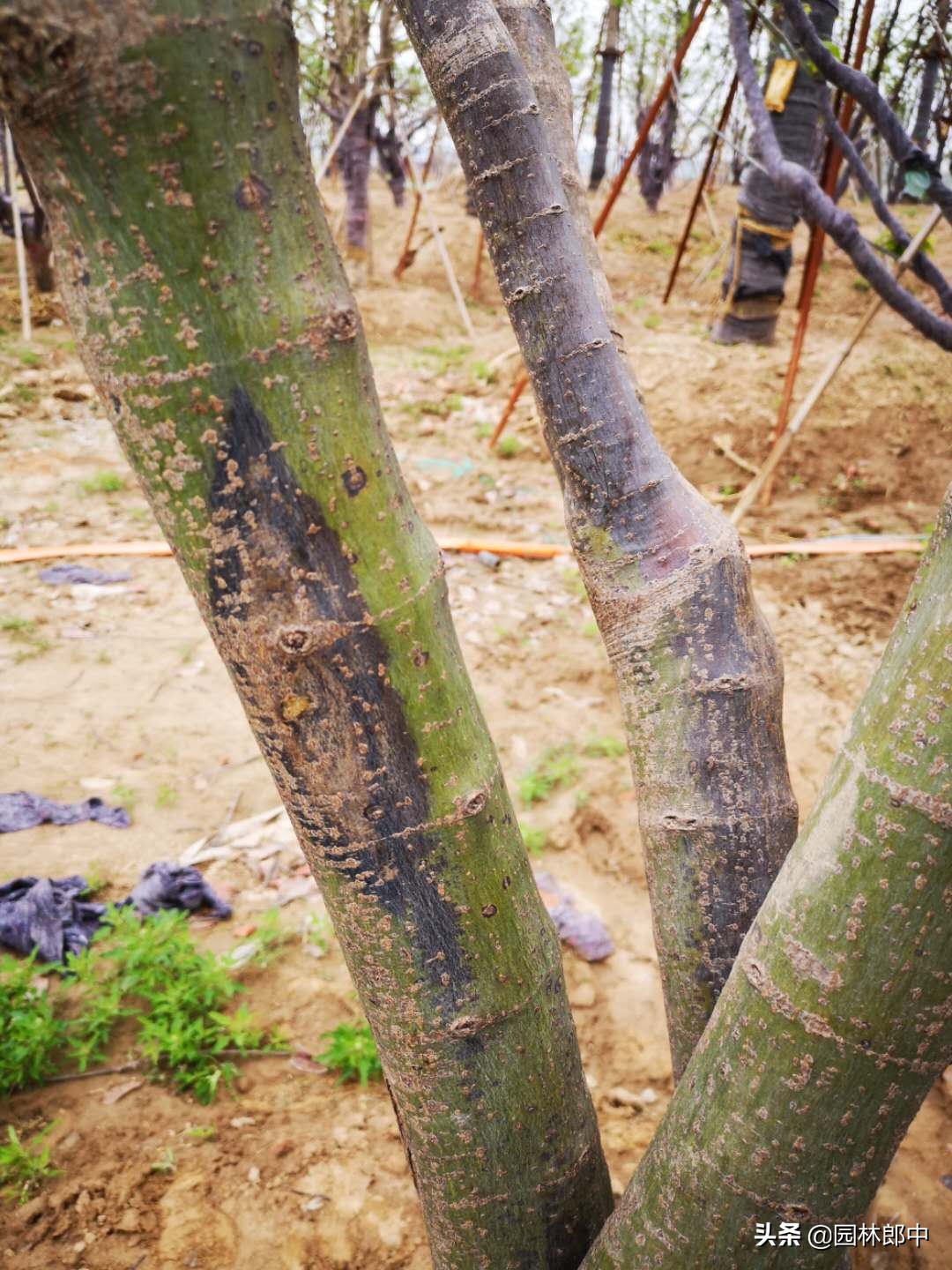 南苗北育养殖,南苗北种怎么样