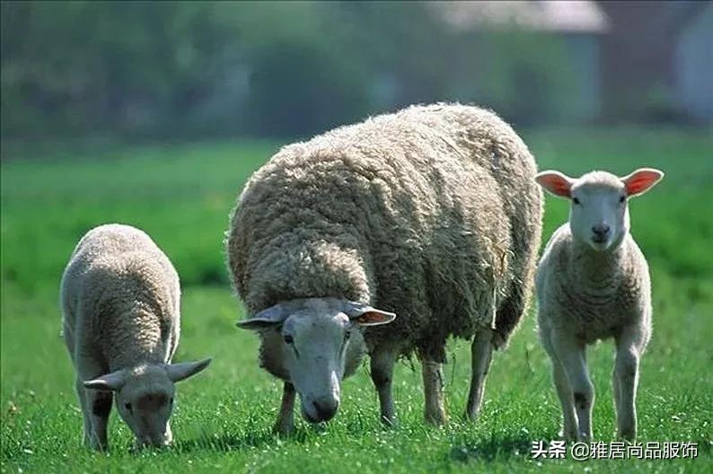 羊绒大衣羊毛多好还是羊绒多好,什么价位的羊绒大衣才是好羊绒