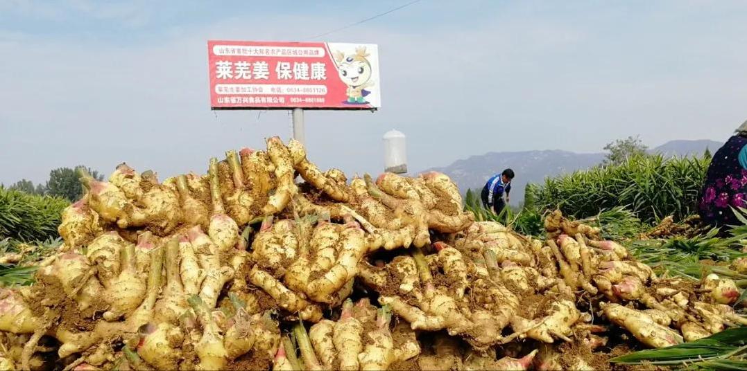 生姜全程病虫害解决方案,生姜苗后地下害虫用什么农药