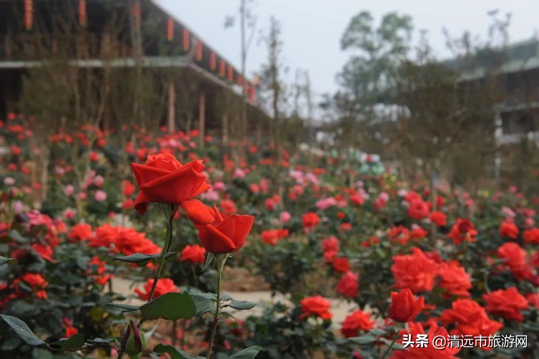 美景就在家门口下句是,美景就在家门外