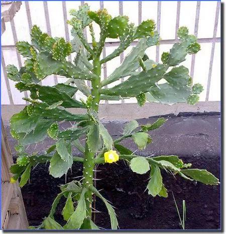 木叶如何养殖,木叶仙种植