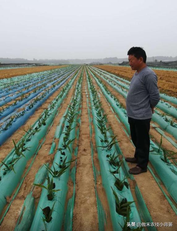 春季怎样种植生姜,春季能种生姜吗