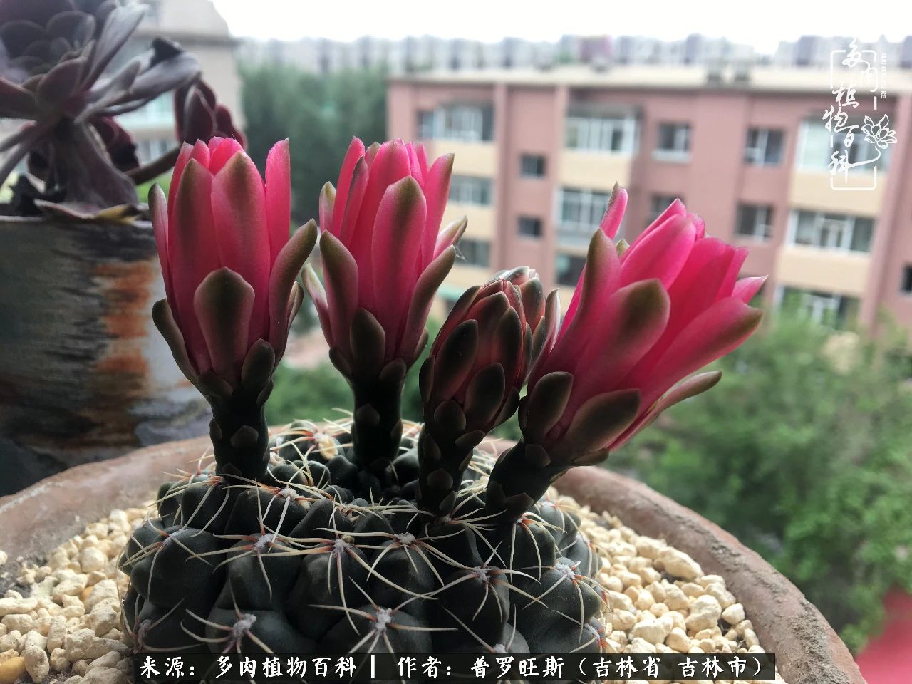 日日勤服侍，日日勤拂拭！服侍花儿，就是拂拭心灵