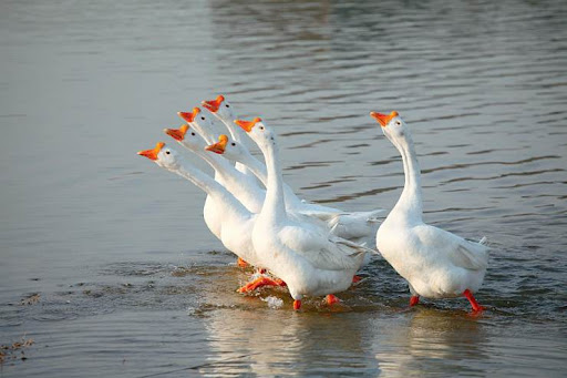 蛇最怕什么?真的不是雄黄粉,研究人员说明了原因