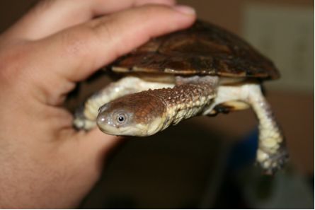 刺颈龟属图片,刺颈龟是保育品种吗